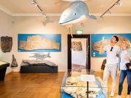 Golling_Burg_Museum_Fossilien