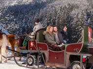 Golling_Winter_Pferdeschlittenfahrt